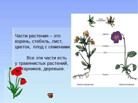 Презентация на тему "Части растения" по биологии