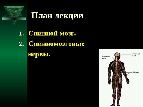 Презентация на тему "Cпинной мозг и спинномозговые нервы" по медицине