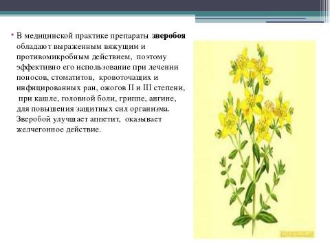 Презентация на тему "Польза лекарственных растений" по окружающему миру