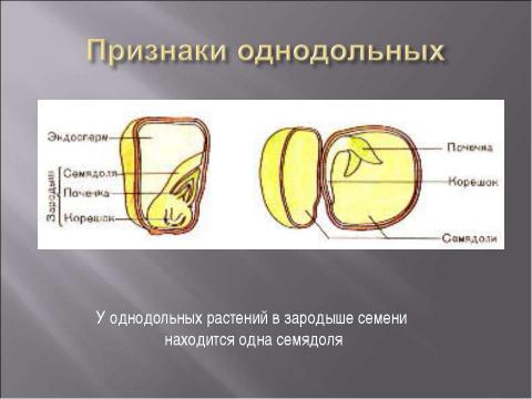 Презентация на тему "Класс Однодольные. Общая характеристика" по биологии