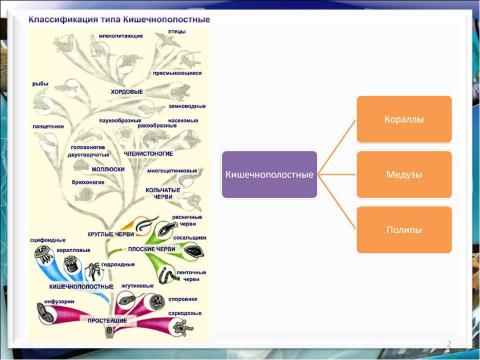 Презентация на тему "Тип кишечнополостные Пресноводный полип гидра" по биологии
