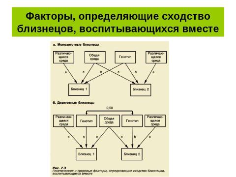 Презентация на тему "Психогенетика. Особенности применения метода близнецов" по обществознанию