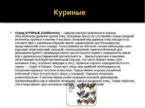 Презентация на тему "Отряд Куриные (Galliformes)" по биологии