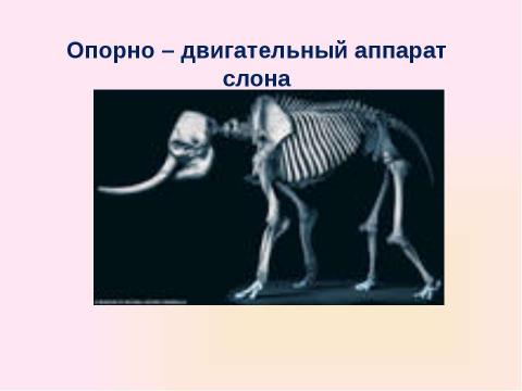 Презентация на тему "Скелет челоаека" по биологии