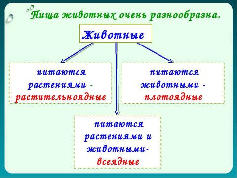 Презентация на тему "Как животные питаются 3 класс" по окружающему миру