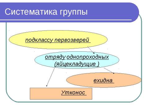 Презентация на тему "Яйцекладущие" по биологии