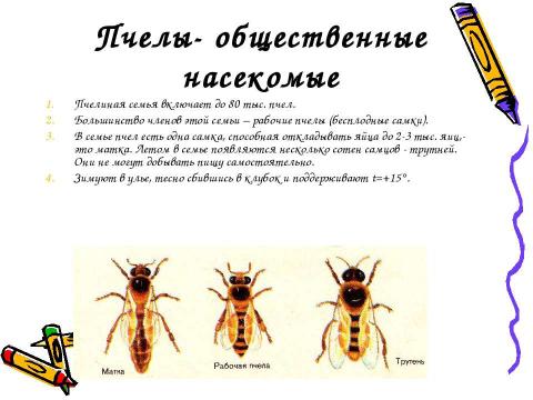 Презентация на тему "Отряд перепончатокрылые пчелы" по окружающему миру