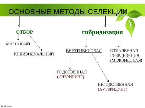 Презентация на тему "Селекция растений" по биологии