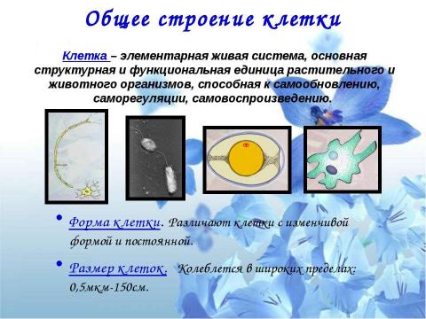 Презентация на тему "Клетка" по биологии