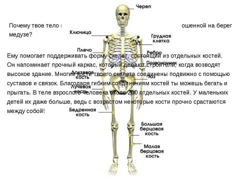 Презентация на тему "Опора тела и движение" по окружающему миру