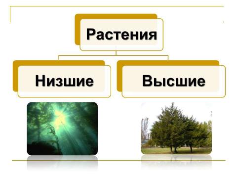 Презентация на тему "Разнообразие растений. Особенности внешнего строения растений" по биологии