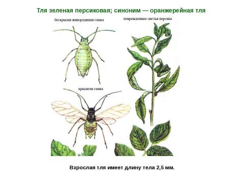 Презентация на тему "Тли, муравьи и божьи коровки" по биологии