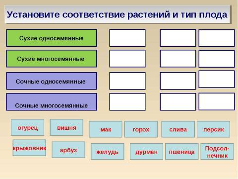 Презентация на тему "Плоды" по биологии