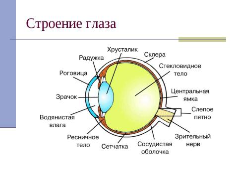 Презентация на тему "Глаз как оптическая система (8 класс)" по физике