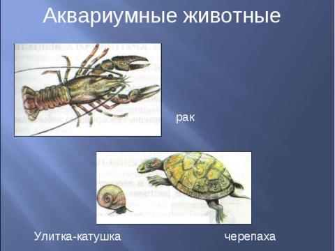 Презентация на тему "Аквариум – маленькая искусственная экосистема (3 класс)" по начальной школе