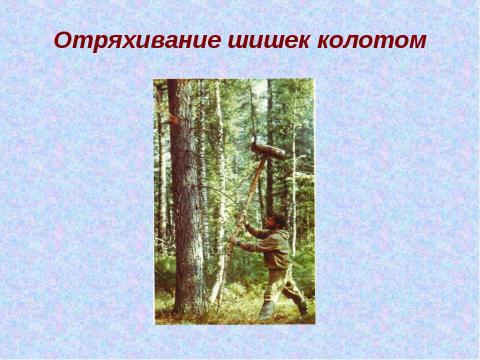 Презентация на тему "Кедр – легенда Сибири" по экологии