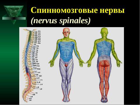 Презентация на тему "Cпинной мозг и спинномозговые нервы" по медицине