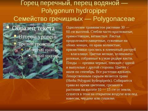 Презентация на тему "Кровоостанавливающие растения" по биологии