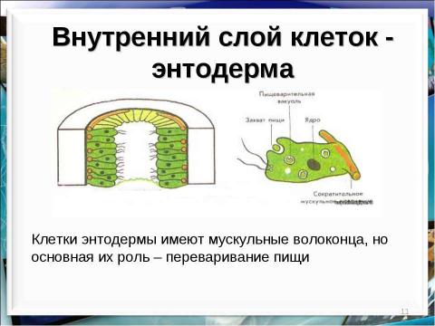 Презентация на тему "Тип кишечнополостные Пресноводный полип гидра" по биологии