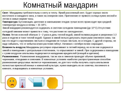 Презентация на тему "Дерево мандарин" по окружающему миру