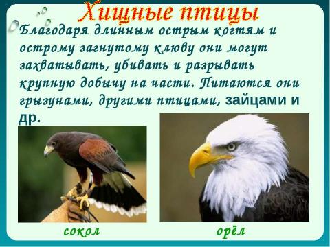 Презентация на тему "Как животные питаются 3 класс" по окружающему миру