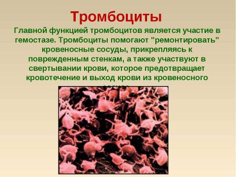 Презентация на тему "Кровь: состав и значение" по биологии