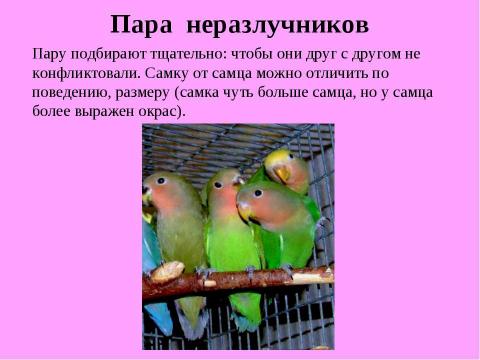 Презентация на тему "Разведение неразлучников в неволе" по биологии