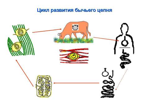 Презентация на тему "Биология в схемах и таблицах" по биологии