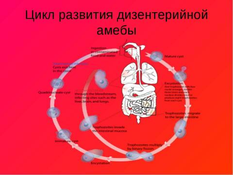 Презентация на тему "Одноклеточные паразиты" по биологии