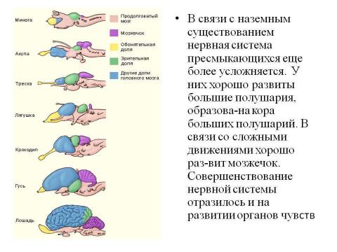 Презентация на тему "Нервная система У животных" по биологии