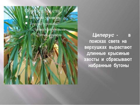 Презентация на тему "О чем рассказали листья комнатных растений" по окружающему миру