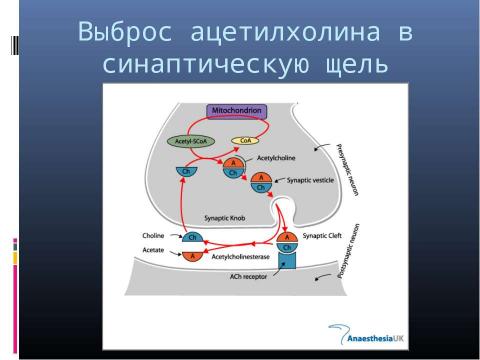 Презентация на тему "Генетика поведения: механизм формирования зависимости" по биологии