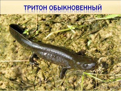 Презентация на тему "Тип хордовые подтип позвоночные класс земноводные" по биологии