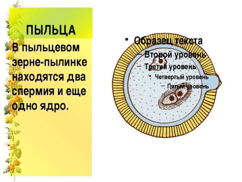 Презентация на тему "Размножение и оплодотворение у растений" по биологии