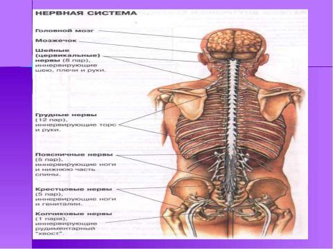 Презентация на тему "Строение и функции нервной системы" по биологии