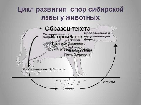 Презентация на тему "Сибирская язва" по медицине