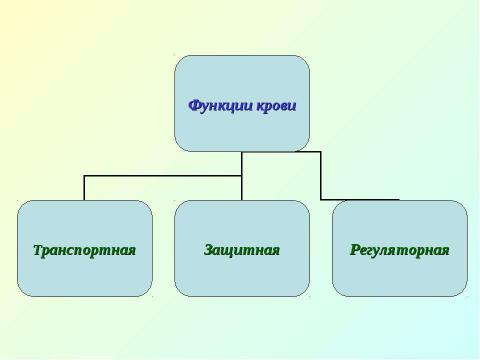 Презентация на тему "Кровеносная система" по биологии