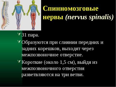 Презентация на тему "Cпинной мозг и спинномозговые нервы" по медицине