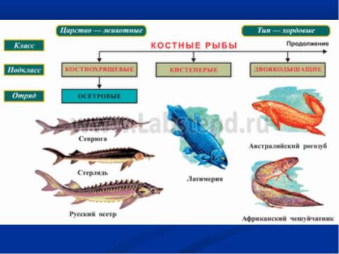 Презентация на тему "Рыбы" по окружающему миру