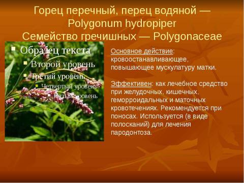 Презентация на тему "Кровоостанавливающие растения" по биологии