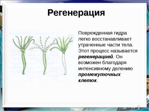 Презентация на тему "Тип кишечнополостные Пресноводный полип гидра" по биологии