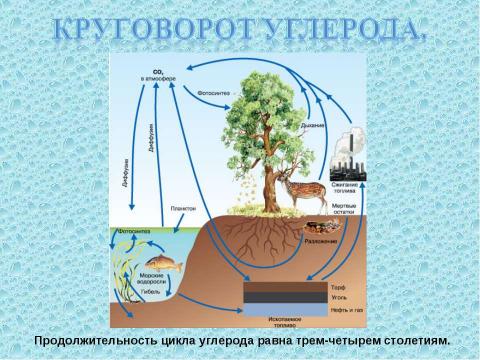 Презентация на тему "Круговорот веществ в биосфере" по географии