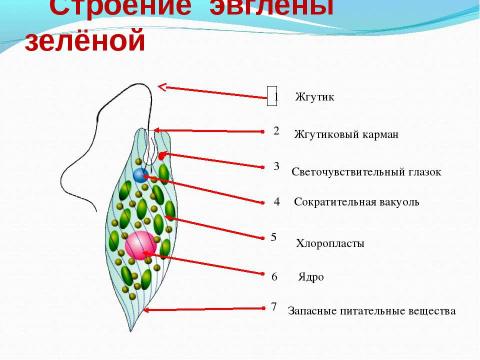 Презентация на тему "Биологический аукцион «Простейшие»" по биологии