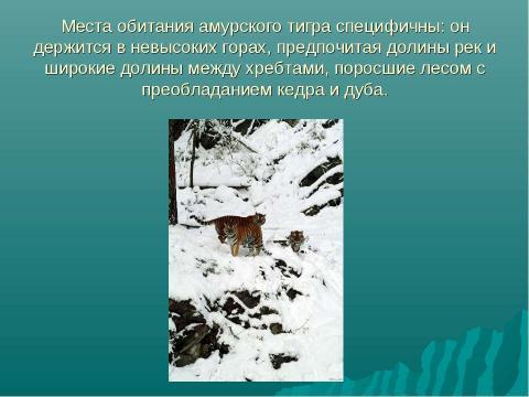 Презентация на тему "Амурский тигр 4 класс" по начальной школе