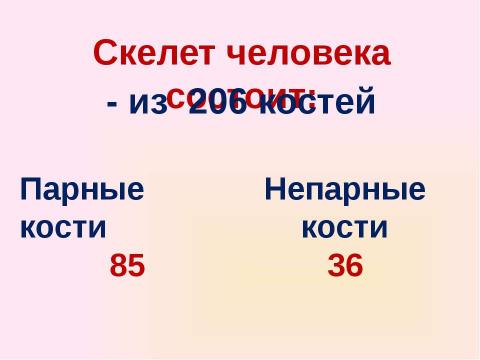 Презентация на тему "Скелет челоаека" по биологии