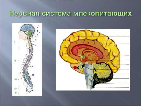 Презентация на тему "Координация и регуляция 6 класс" по биологии