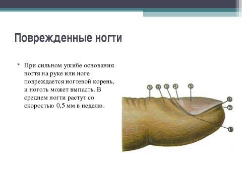 Презентация на тему "Волосы и ногти" по начальной школе