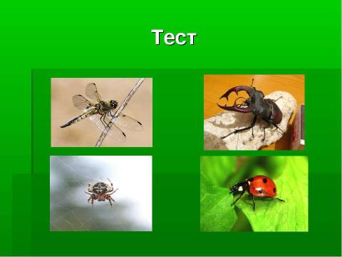 Презентация на тему "Кто такие насекомые?" по биологии