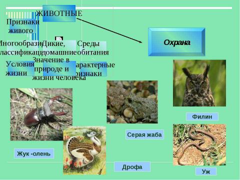 Презентация на тему "Животные" по детским презентациям