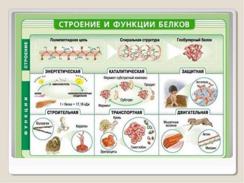 Презентация на тему "Химическая организация клетки. Неорганические вещества" по химии